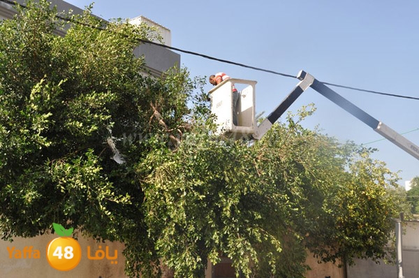 trees lud 1112 (8).JPG